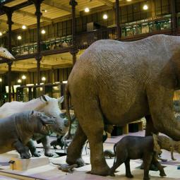GALERIE DE L'EVOLUTION . MUSEUM NATIONAL D'HISTOIRES NATURELLES . PARIS . 2014 | © MNHM